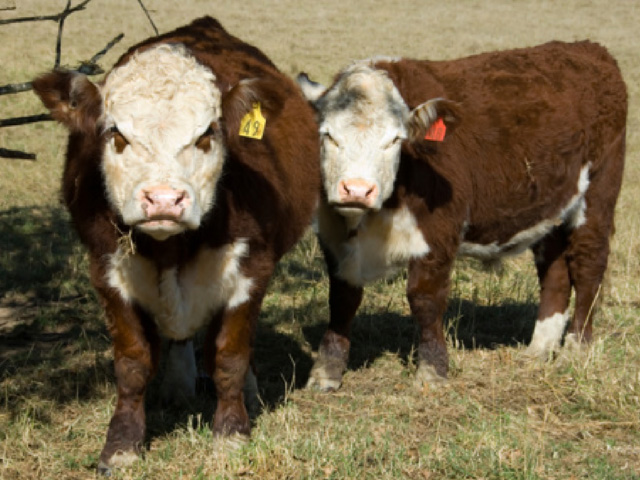 Cows that aren&#039;t as robust as others in the herd could just be that way due to their genetics. Other possible reasons include feed, supplements or a medical condition. To get at the answer, consider a biochemical profile. (Thinkstock photo)